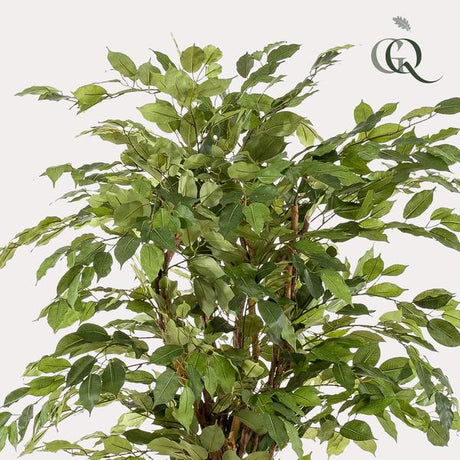 Künstlicher Ficus Liana H170cm