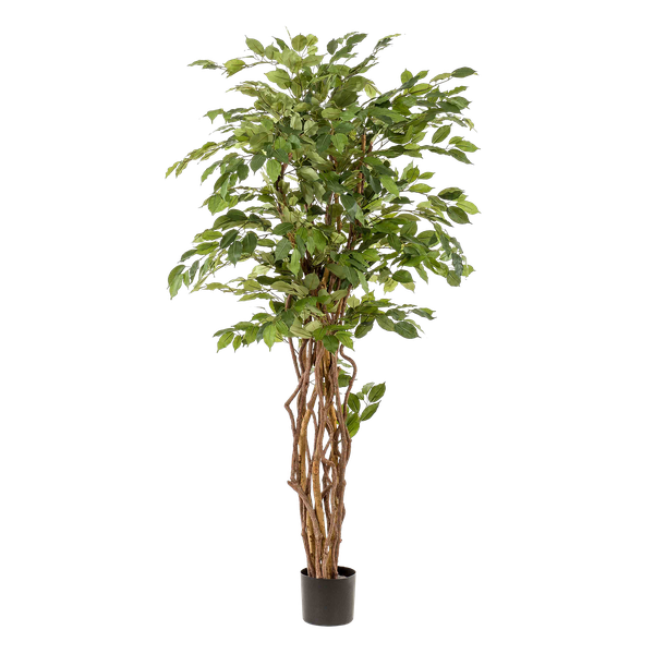 Künstlicher Ficus Liana H170cm