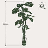 Künstliche Monstera, H180cm