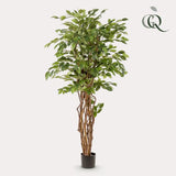 Künstlicher Ficus Liana H170cm