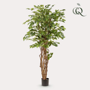 Künstlicher Ficus Liana H170cm