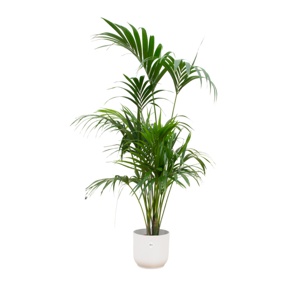 Kombi-Angebot – Kentia-Palme im Lieferumfang von Vibes Fold Round mit Ø30 – 180 cm enthalten