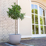 Sinaasappelboom – 225 cm – ø40