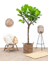 Ficus Lyrata-Boom XXXL - 230 cm - ø42