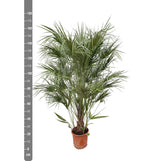 Chamaerops Humilis struik – 180 cm – Ø30