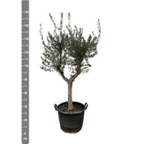 Olea Europaea Cultivo – 210 cm – Ø45