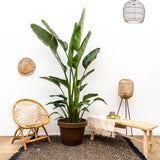 Strelitzia Augusta mehrstämmig