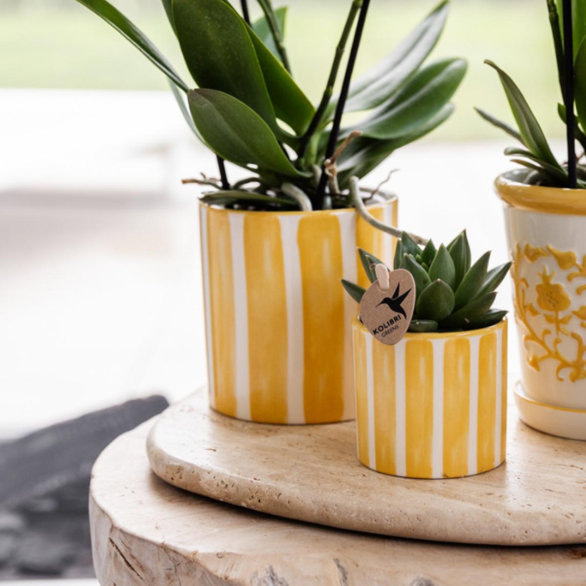 Kolibri-Unternehmen | Geschenkset Mediterraner Sonnenuntergang | Pflanzenset mit weißer Phalaenopsis Orchidee Lausanne und Sukkulenten inkl. Töpferkeramik