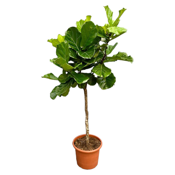 Ficus Lyrata Ausleger XXL - 210 cm - ø40