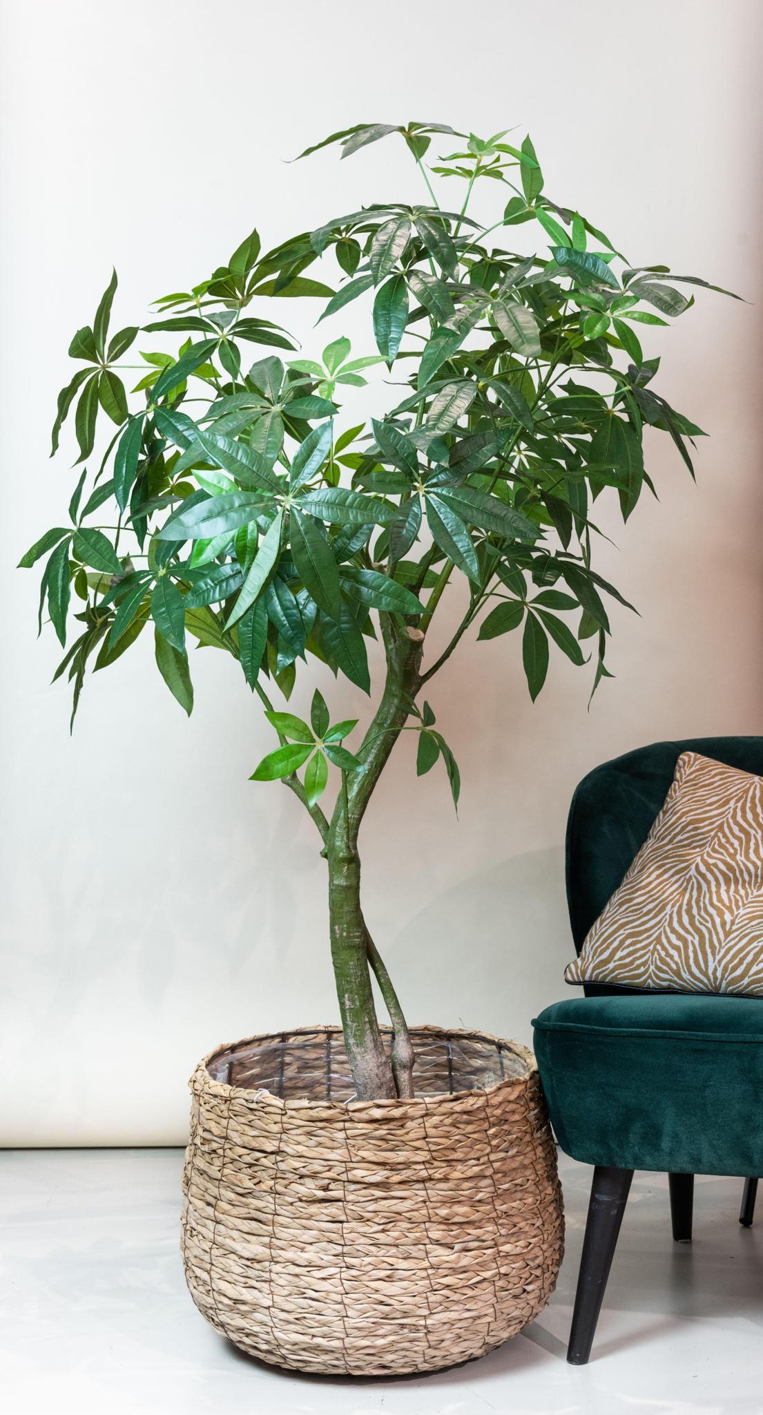 Kunstpflanze - Pachira Aquatica - Geldboom - 180 cm