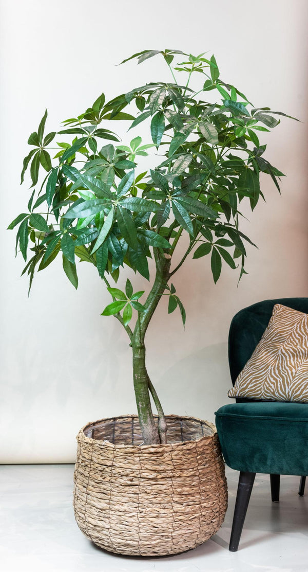 Kunstpflanze - Pachira Aquatica - Geldboom - 180 cm