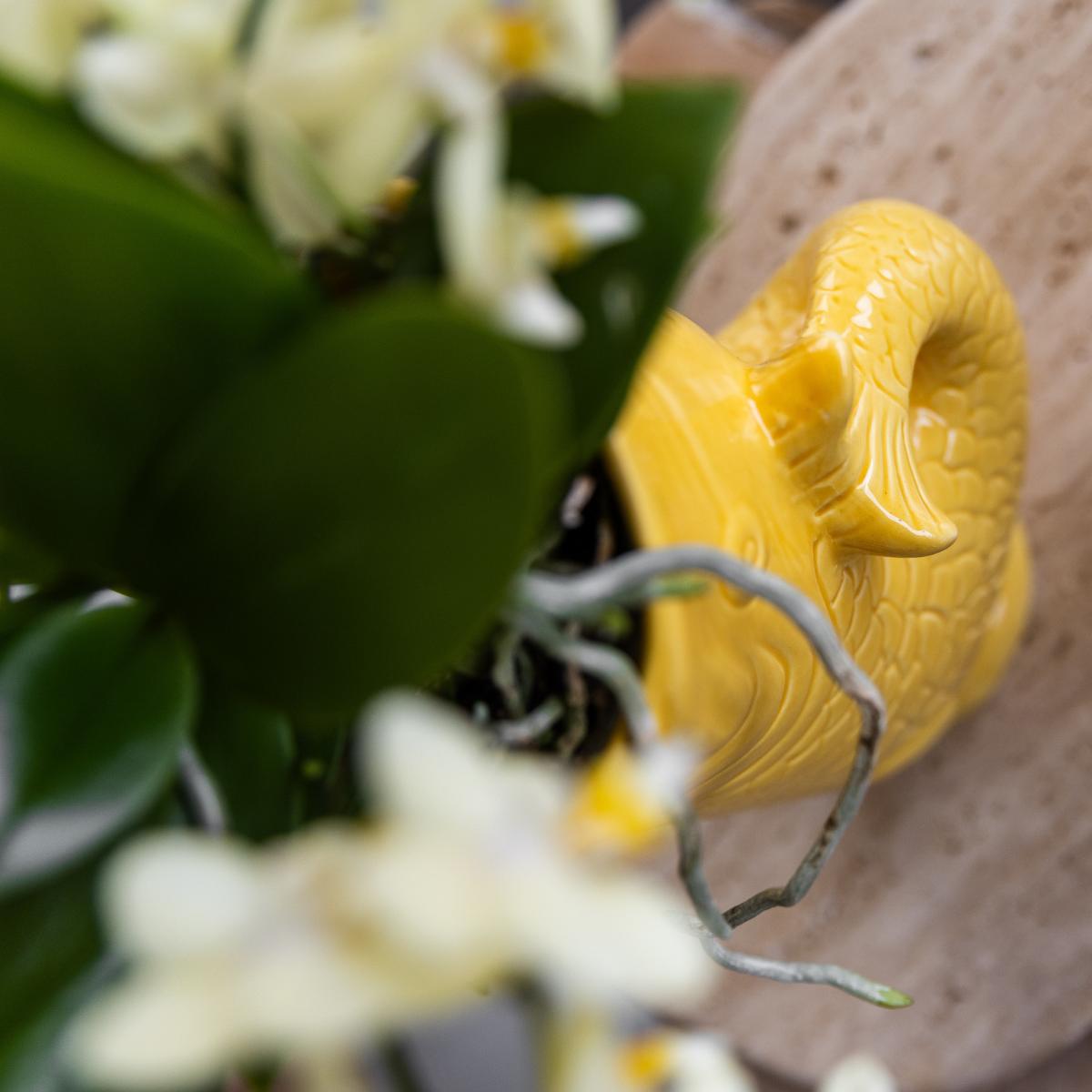 Kolibri-Unternehmen | Geschenkset Mediterraner Sonnenuntergang | Pflanzenset mit weißer Phalaenopsis Orchidee Lausanne und Sukkulenten inkl. Töpferkeramik