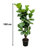 Ficus Lyrata vertakt – 180 cm – ⌀30