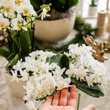Kolibri-Orchideen | Witte Phalaenopsis Orchidee - Nazaré - Topf Ø9cm | Bloeiende kamerplant - vers van de kweker