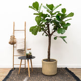 Ficus Lyrata Ausleger XXL - 210 cm - ø40