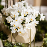 Kolibri-Orchideen | Witte Phalaenopsis Orchidee - Nazaré - Topf Ø9cm | Bloeiende kamerplant - vers van de kweker