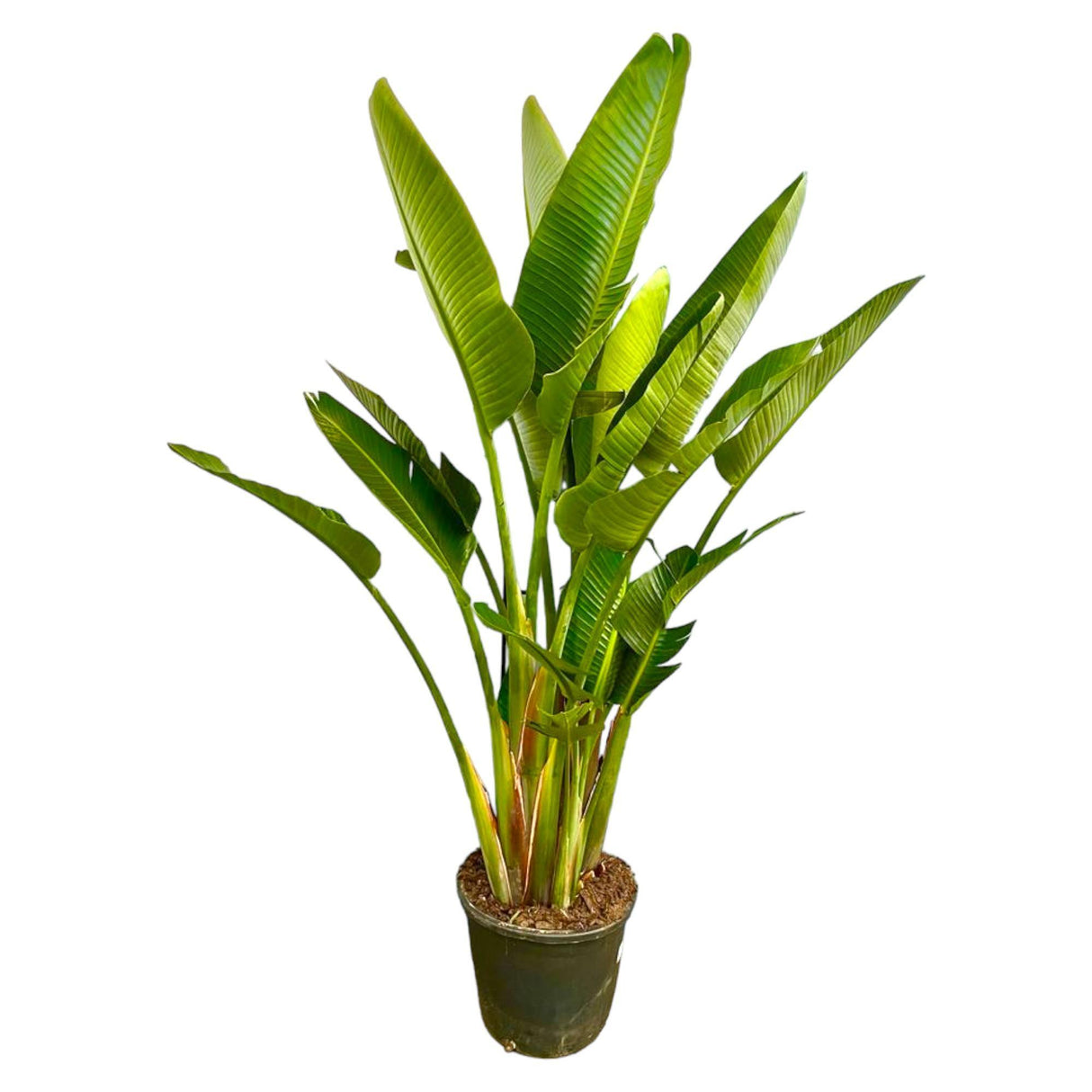 Strelitzia Augusta Multistamm XXL - 225 cm - ø40
