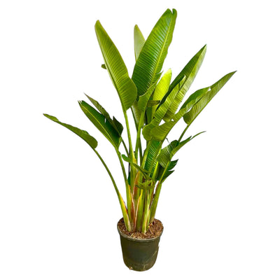 Strelitzia Augusta Multistamm XXL - 225 cm - ø40