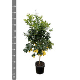 Zitrus-Zitrone – 200 cm – ø40