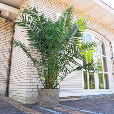 Phoenix Canariensis – 220 cm – ø35