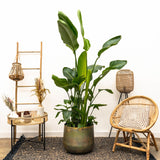 Strelitzia Nicolai Luxus XXL - 250cm - ø40