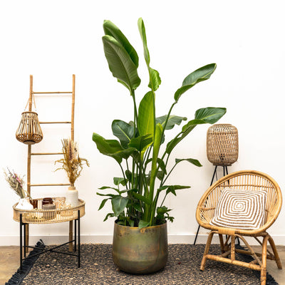 Strelitzia Nicolai Luxus XXL - 250cm - ø40