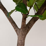 Ficus Lyrata-Boom XXXL - 300 cm - ø55
