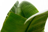 Luxuriöse Strelitzia Augusta XXL – 250 cm – ø38