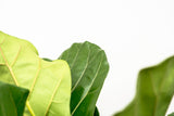 Ficus Lyrata vertikal XL - 200cm - ø32