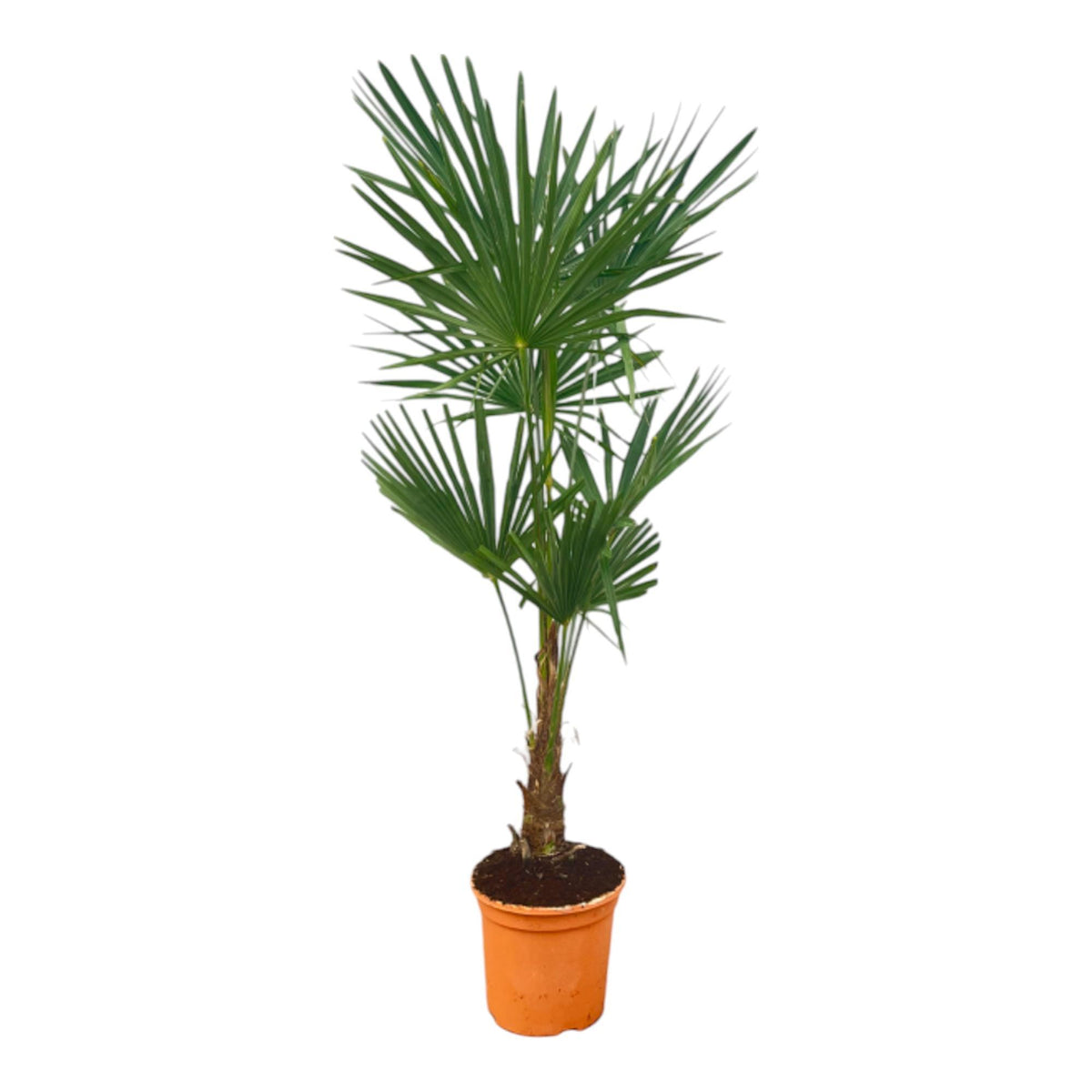 Trachycarpus Fortunei – 160 cm – Ø27 cm