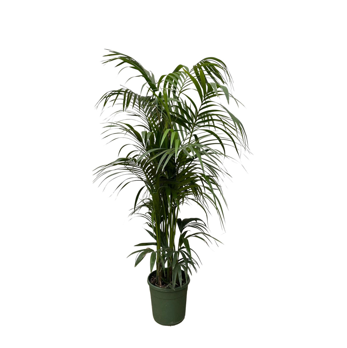 Kentia-Palme – 230 cm – ø38