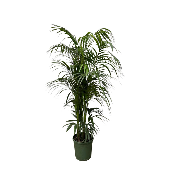 Kentia-Palme – 230 cm – ø38