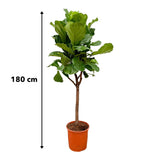 Ficus Lyrata-Ausleger – 180 cm – ⌀30