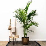 Kentia-Palme – 230 cm – ø38
