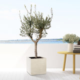 Olea Europaea Cultivo – 210 cm – Ø45