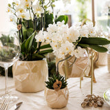 Kolibri-Orchideen | Witte Phalaenopsis Orchidee - Nazaré - Topf Ø9cm | Bloeiende kamerplant - vers van de kweker