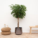 Schefflera auf Stamm – 180 cm – ø34
