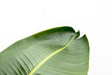 Luxuriöse Strelitzia Augusta XXL – 250 cm – ø38