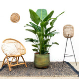 Strelitzia Nicolai Luxus XXL - 250cm - ø40