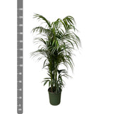 Kentia-Palme – 230 cm – ø38