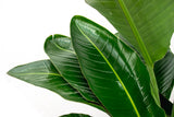 Strelitzia Nicolai Luxus XXL - 250cm - ø40