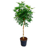 Schefflera auf Stamm – 180 cm – ø34