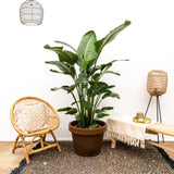 Strelitzia Nicolai Luxus XXL - 250cm - ø40