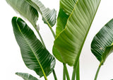 Strelitzia Augusta Multistamm XXL - 225 cm - ø40