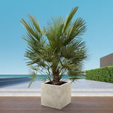 Chamaerops Humilis struik – 180 cm – Ø30