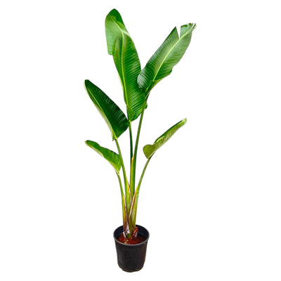 Strelitzia Augusta – 210 cm – ⌀30