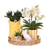 Kolibri-Unternehmen | Geschenkset Mediterraner Sonnenuntergang | Pflanzenset mit weißer Phalaenopsis Orchidee Lausanne und Sukkulenten inkl. Töpferkeramik