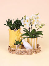 Kolibri-Unternehmen | Geschenkset Mediterraner Sonnenuntergang | Pflanzenset mit weißer Phalaenopsis Orchidee Lausanne und Sukkulenten inkl. Töpferkeramik