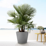 Trachycarpus multi stam – 200 cm – Ø45