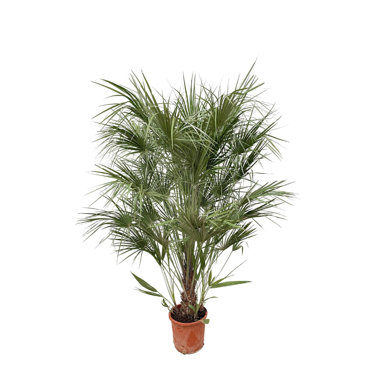 Chamaerops Humilis struik – 180 cm – Ø30